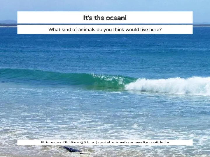It’s the ocean! What kind of animals do you think would live here?
