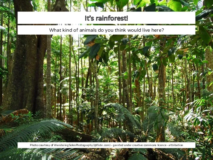 It’s rainforest! What kind of animals do you think would live here? Photo