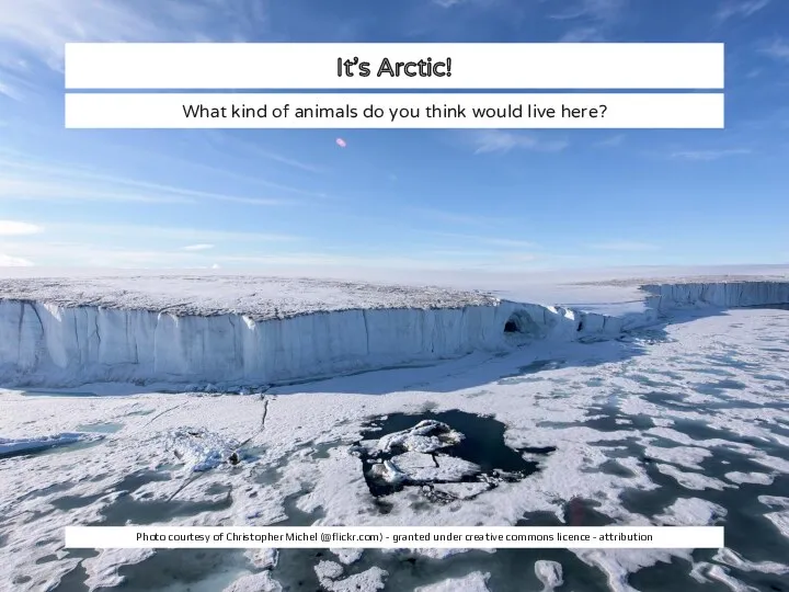 It’s Arctic! What kind of animals do you think would live here? Photo