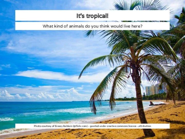 It’s tropical! What kind of animals do you think would live here? Photo