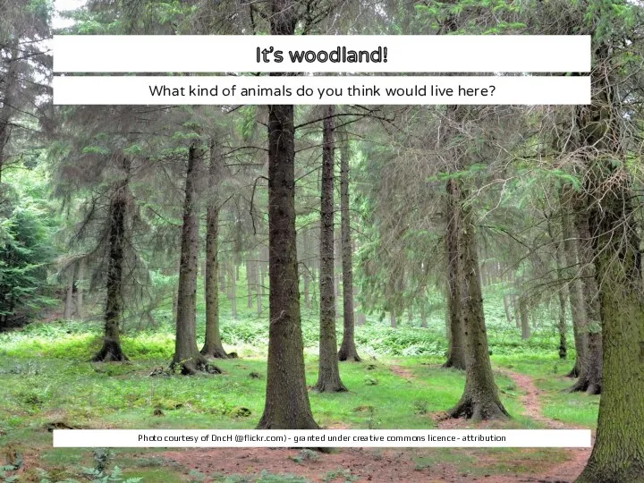 It’s woodland! What kind of animals do you think would live here? Photo