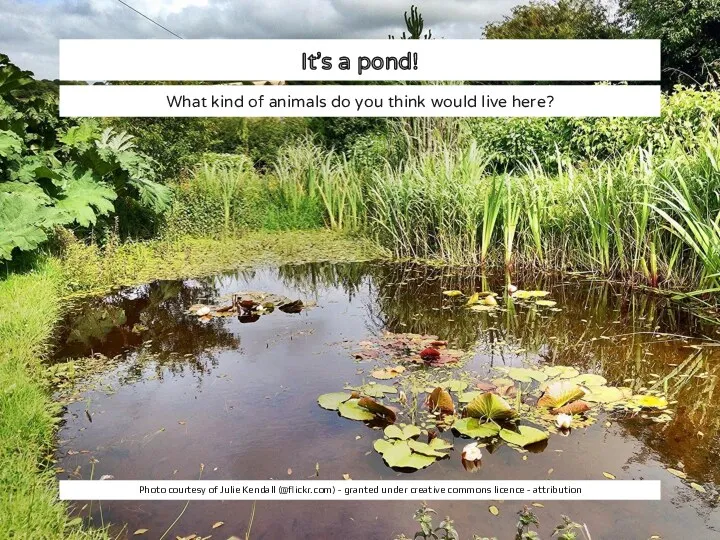 It’s a pond! What kind of animals do you think would live here?