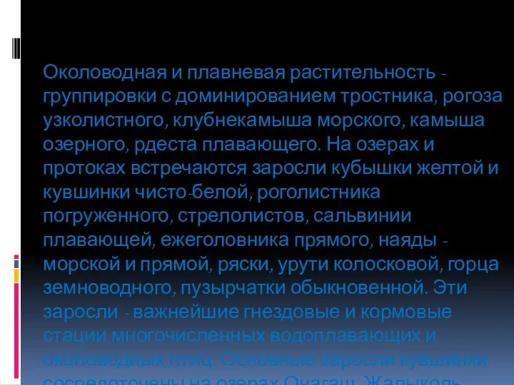 Околоводная и плавневая растительность -группировки с доминированием тростника, рогоза узколистного,