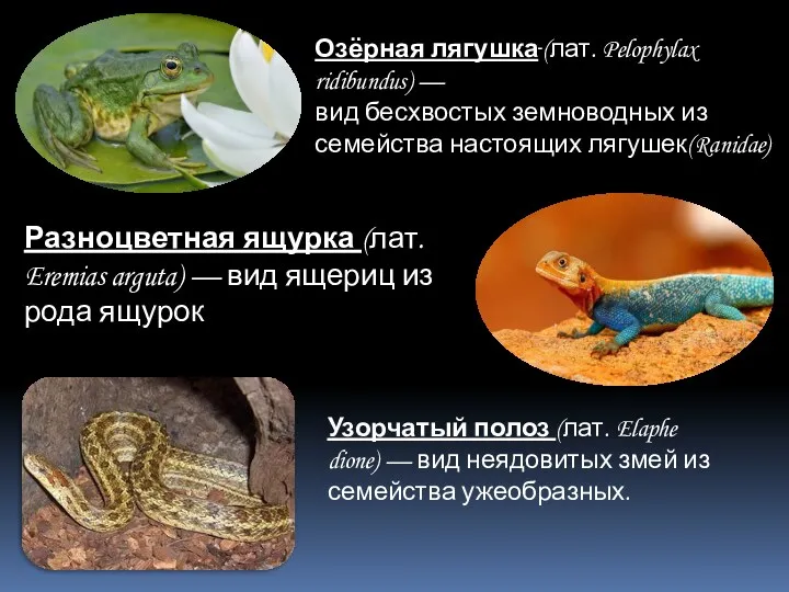 Озёрная лягушка (лат. Pelophylax ridibundus) — вид бесхвостых земноводных из