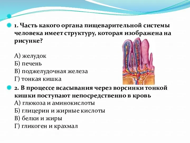 1. Часть какого органа пищеварительной системы человека имеет структуру, которая