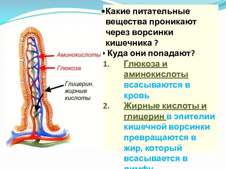 Какие питательные вещества проникают через ворсинки кишечника ? Куда они