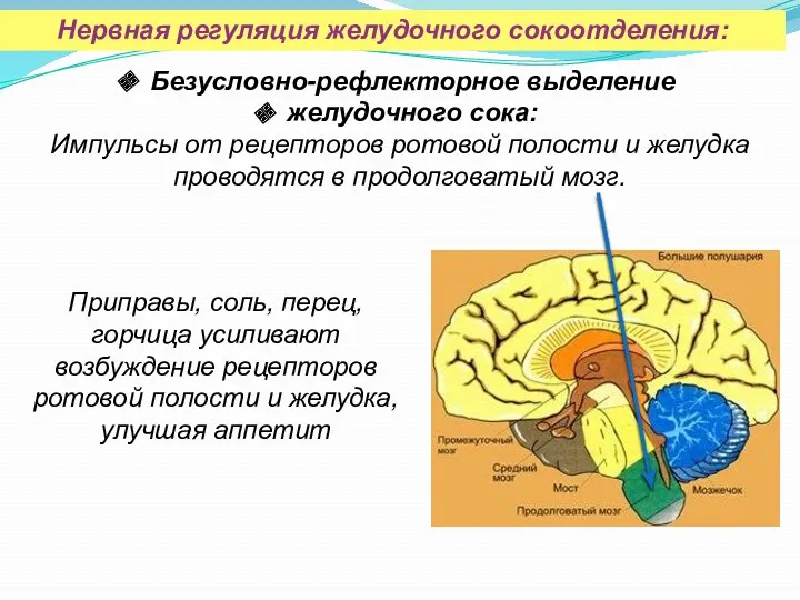 Приправы, соль, перец, горчица усиливают возбуждение рецепторов ротовой полости и