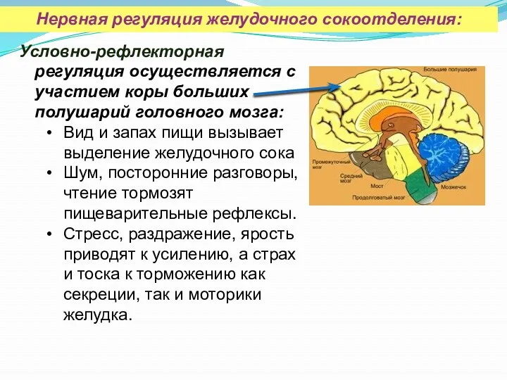 Условно-рефлекторная регуляция осуществляется с участием коры больших полушарий головного мозга: