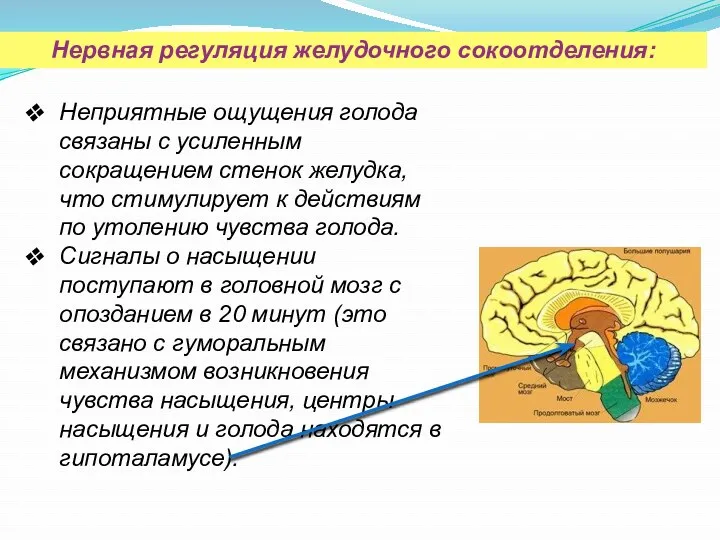 Неприятные ощущения голода связаны с усиленным сокращением стенок желудка, что