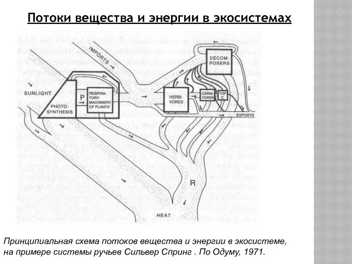 Потоки вещества и энергии в экосистемах Принципиальная схема потоков вещества