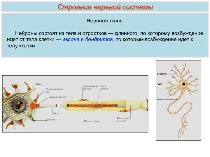 Строение нервной системы Нервная ткань: Нейроны состоят из тела и