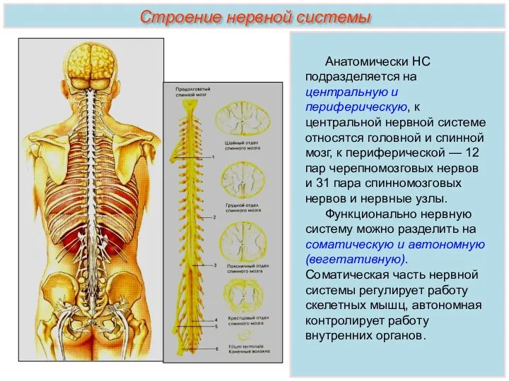 Строение нервной системы Анатомически НС подразделяется на центральную и периферическую,