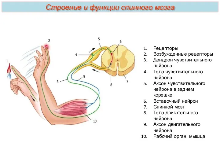 Строение и функции спинного мозга Рецепторы Возбужденные рецепторы Дендрон чувствительного
