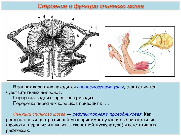 Строение и функции спинного мозга В задних корешках находятся спинномозговые