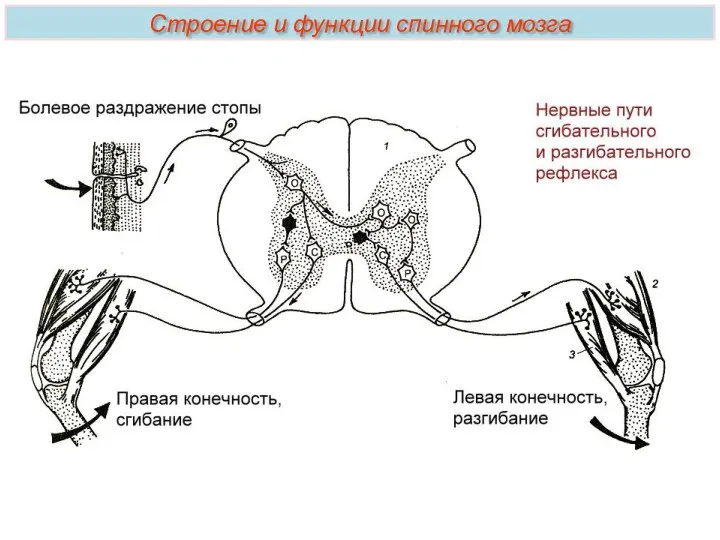 Строение и функции спинного мозга