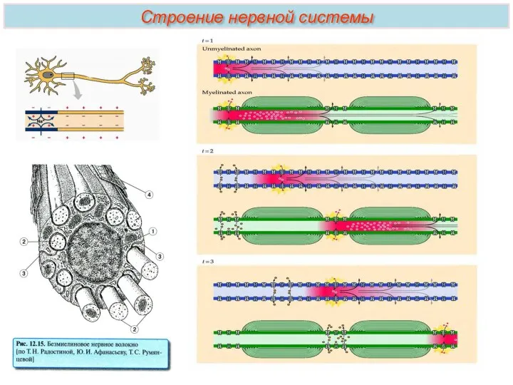 Строение нервной системы