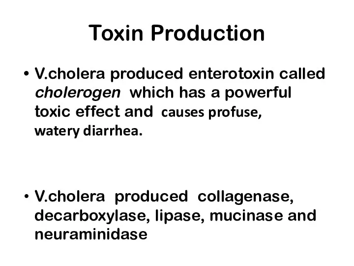 Toxin Production V.cholera produced enterotoxin called cholerogen which has a powerful toxic effect