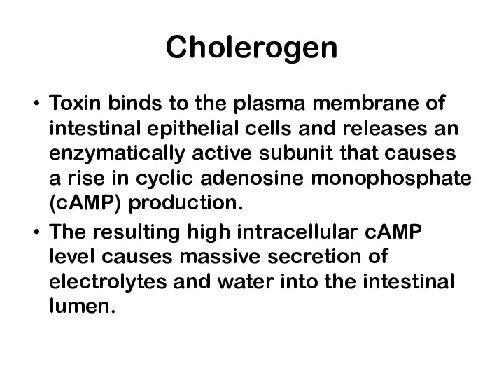 Cholerogen Toxin binds to the plasma membrane of intestinal epithelial cells and releases