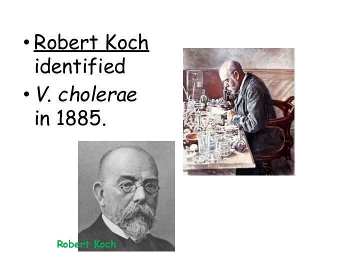 Robert Koch identified V. cholerae in 1885. Robert Koch