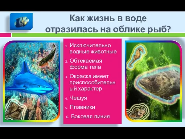 Как жизнь в воде отразилась на облике рыб? Исключительно водные