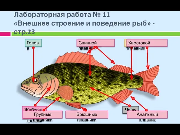 Лабораторная работа № 11 «Внешнее строение и поведение рыб» - стр.23 14.01.2016