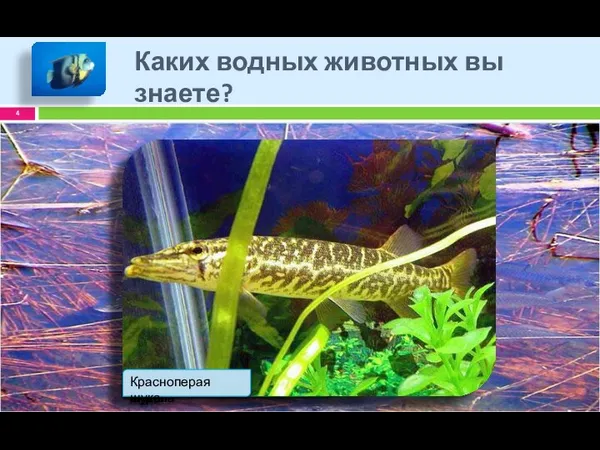 Каких водных животных вы знаете?