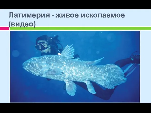 Латимерия - живое ископаемое (видео) 14.01.2016
