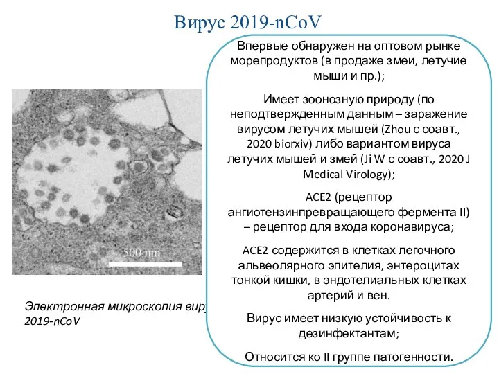 Вирус 2019-nCoV Электронная микроскопия вируса 2019-nCoV Впервые обнаружен на оптовом рынке морепродуктов (в