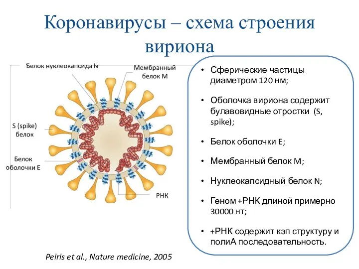Коронавирусы – схема строения вириона Сферические частицы диаметром 120 нм; Оболочка вириона содержит