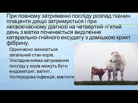 При повному затриманні посліду розпад тканин плаценти дещо затримується і при несвоєчасному діагнозі