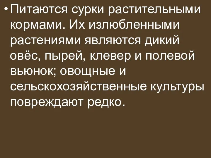 Питаются сурки растительными кормами. Их излюбленными растениями являются дикий овёс,