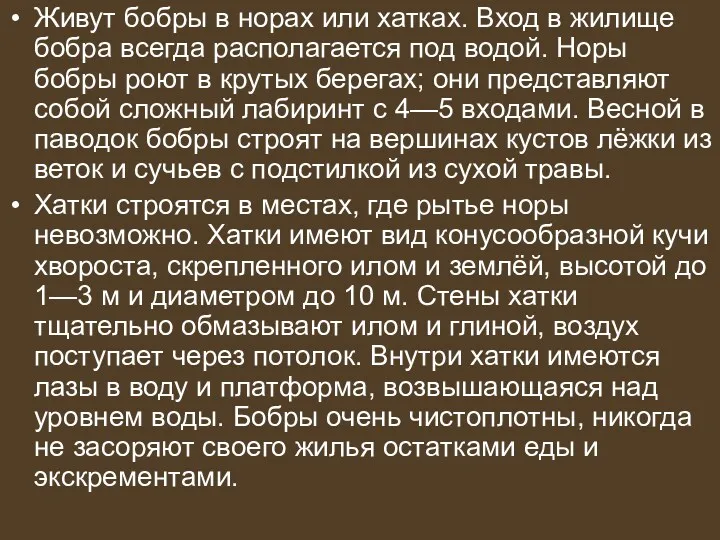 Живут бобры в норах или хатках. Вход в жилище бобра всегда располагается под