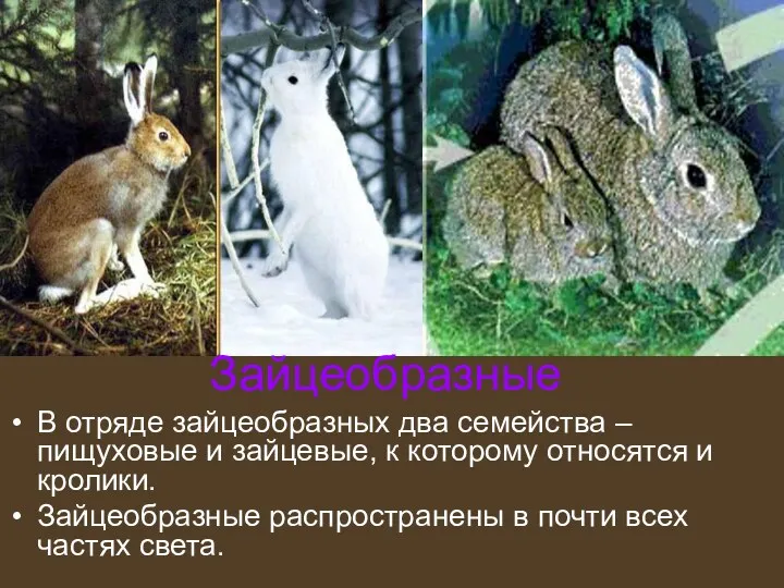 Зайцеобразные В отряде зайцеобразных два семейства – пищуховые и зайцевые, к которому относятся