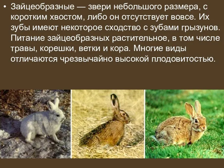 Зайцеобразные — звери небольшого размера, с коротким хвостом, либо он отсутствует вовсе. Их