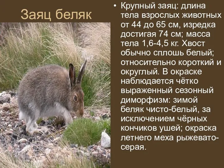 Заяц беляк Крупный заяц: длина тела взрослых животных от 44 до 65 см,