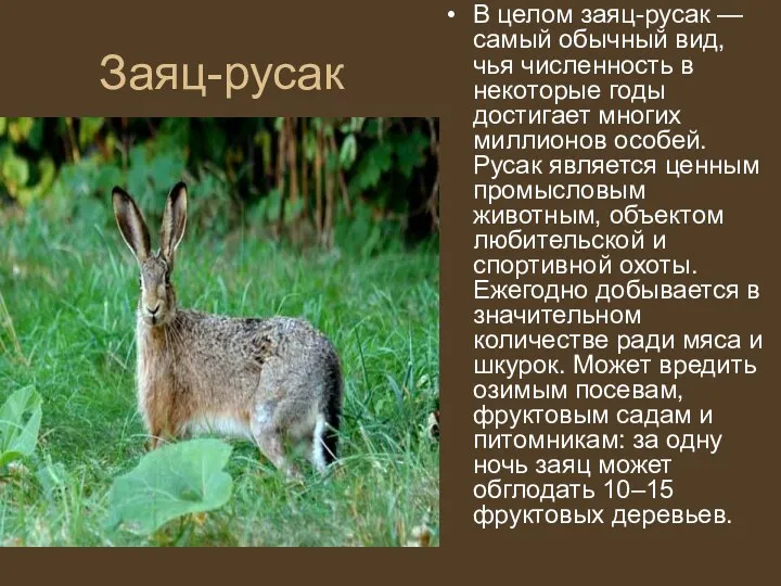 Заяц-русак В целом заяц-русак — самый обычный вид, чья численность в некоторые годы