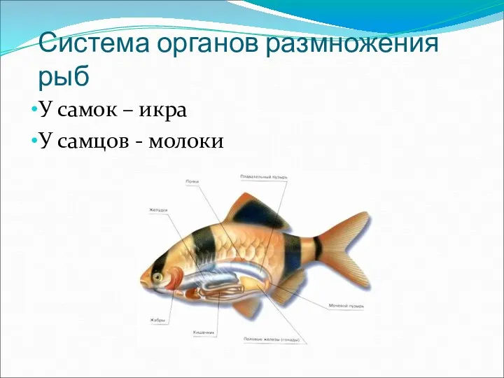 Система органов размножения рыб У самок – икра У самцов - молоки