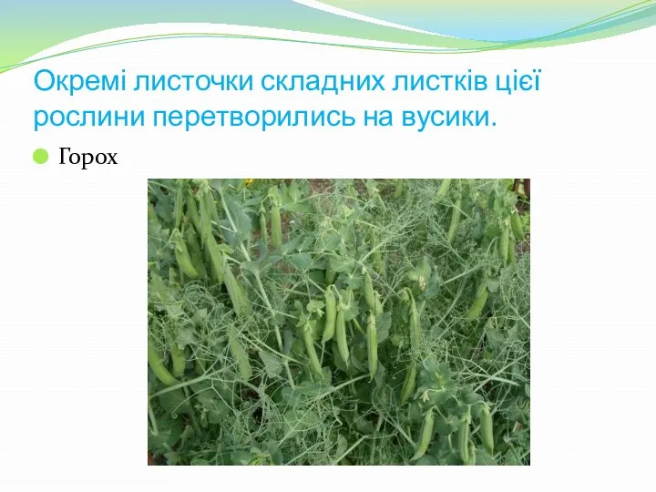 Окремі листочки складних листків цієї рослини перетворились на вусики. Горох