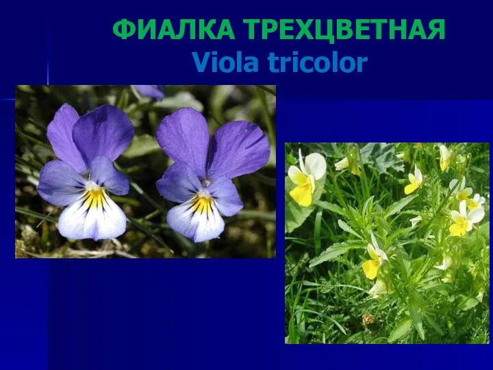 ФИАЛКА ТРЕХЦВЕТНАЯ Viola tricolor