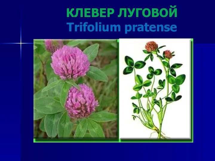 КЛЕВЕР ЛУГОВОЙ Trifolium pratense