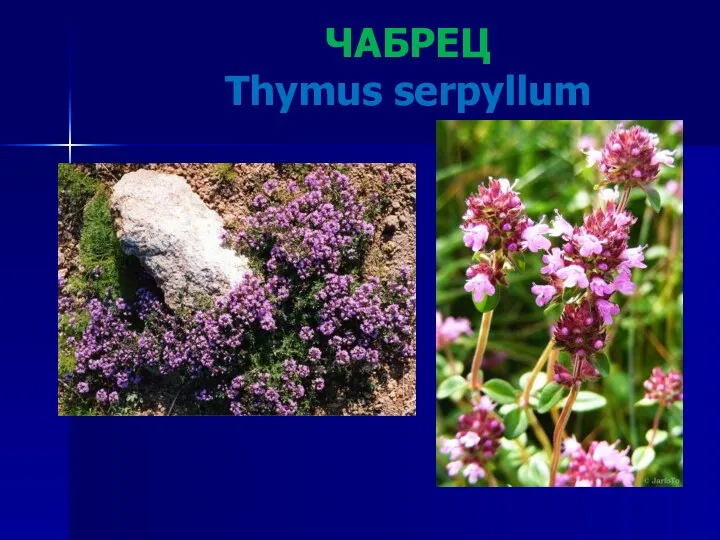 ЧАБРЕЦ Thymus serpyllum