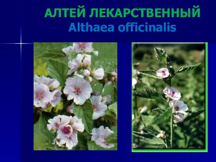 АЛТЕЙ ЛЕКАРСТВЕННЫЙ Althaea officinalis