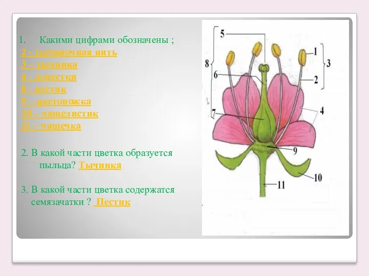 Какими цифрами обозначены ; 2 - тычиночная нить 3 –