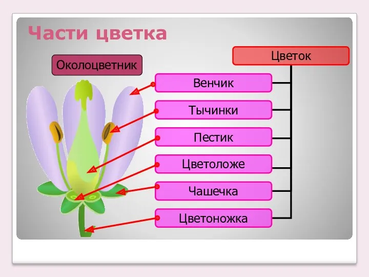 Части цветка