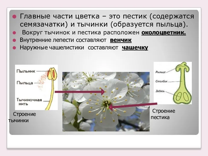 Главные части цветка – это пестик (содержатся семязачатки) и тычинки