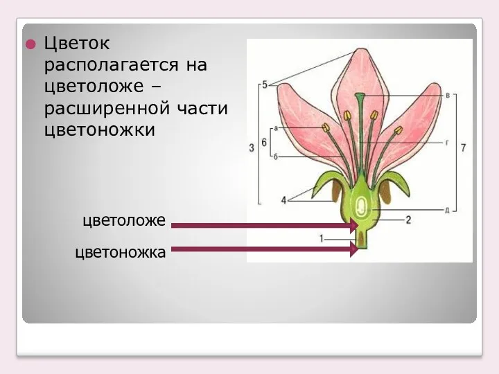 Цветок располагается на цветоложе – расширенной части цветоножки