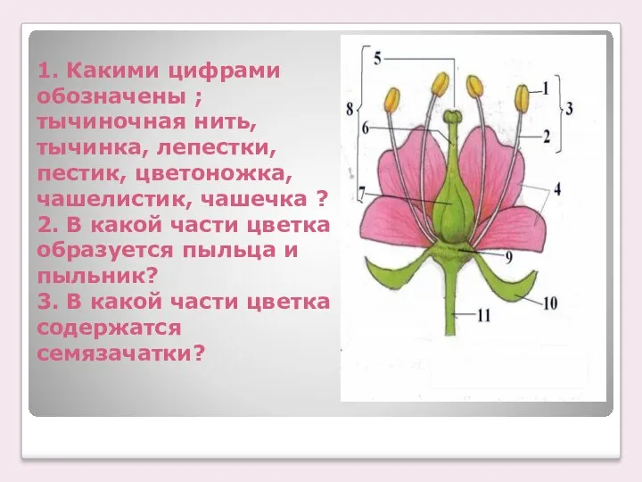 1. Какими цифрами обозначены ; тычиночная нить, тычинка, лепестки, пестик,