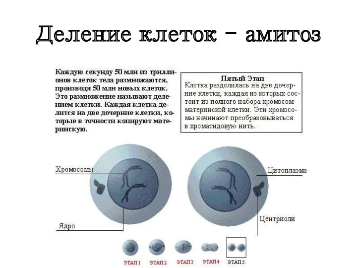 Деление клеток - амитоз