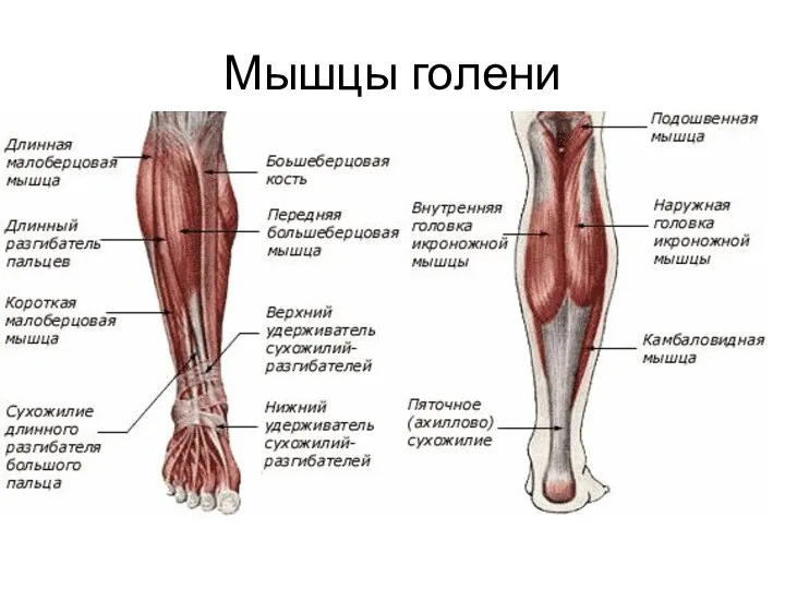 Мышцы голени