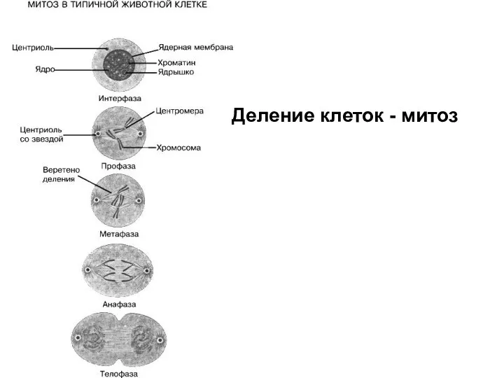 Деление клеток - митоз